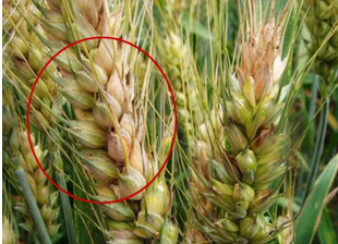 食品中真菌毒素的檢測(cè)方法有哪些？