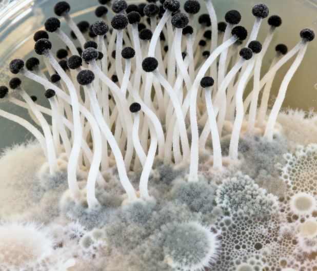 飼料原料冬季儲(chǔ)存風(fēng)險(xiǎn)升級(jí)，熒光定量真菌毒素檢測(cè)儀功能顯優(yōu)勢(shì)